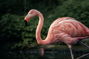 there is a pink flamingo standing in the water,