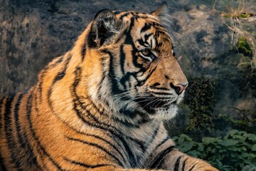 Adult tiger near a rocky outcrop, gazing ahead with a stoic expression