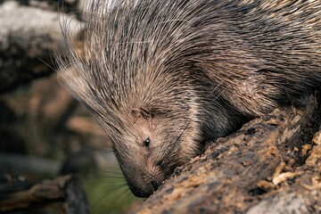 Closeup shot of a porcupine in its natural habitat