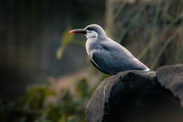 Closeup shot of an Inca tern perched on a rock