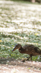 detail nah Enten am wasser blüten essen sommer kücken jung frei