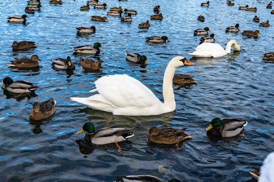 Swans. Ice hole in the sea bay with white swans and ducks swimming on it. Water Birds feeding in winter. Waterfowl glide on the calm water with ice. Scandinavian wild nature in winter sunny days.
