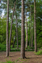 lickey hills country park hiking walking west midlands england uk