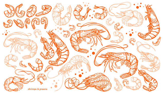 Hand drawn isolated vector set of shrimps and prawns. Shrimps and langoustines on a white background.. Seafood, food vintage illustration	