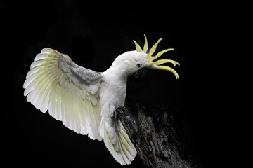 Sulphur crested cockatoo against a black backdrop © Wirestock