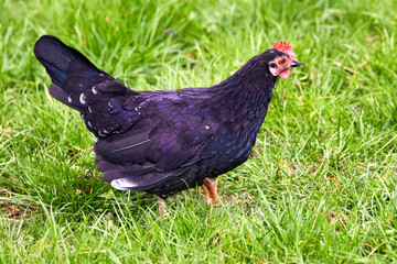  domestic feathered bird black hen on green grass