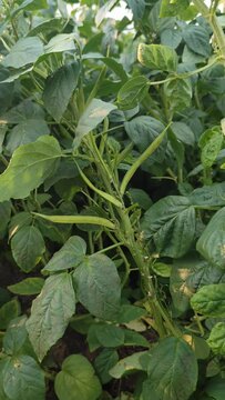 Cyamopsis tetragonoloba, Cluster ,Organic Cluster beans or guar (Indian vegetable) and source of guar, in wind