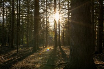 a trail through the woods with sun coming out of trees