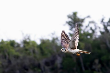 Closeup of a The American Kestrel in flight with a blurry background