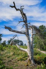lickey hills country park hiking walking west midlands england uk