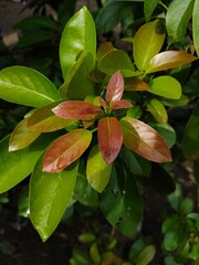 new shoots of avocado plant leaves