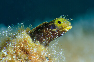 Gobio roca