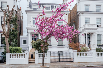 Cherry Blossom Tree in Front of Traditional London Townhouse