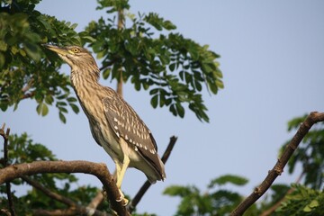 Indian Pond Heron (Ardeola grayii) atop a tree in the Ranganathittu Bird Sanctuary, Karnataka, India