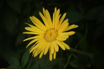 Vibrant yellow flower against the dark backdrop of lush green leaves