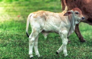 New brahma calf in a green field. Calf still has some umbilicus remaining