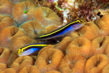 Gobios en coral