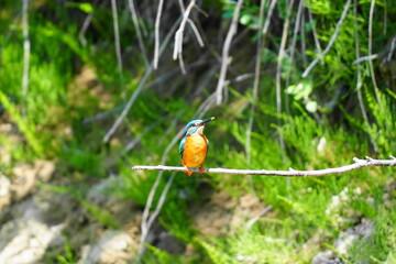 カワセミが止まり木に止まる瞬間