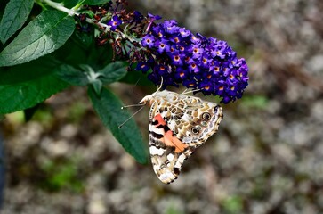 Painted Lady Butterfly (Vanessa cardui) perched atop a vibrant purple flower
