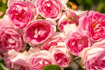 Climbing Jasmina roses blooming in the garden. Abundantly blooming rose close-up, romantic background