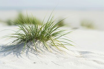 Beach Grass. Scene of German Dune Landscape with Tuft of Grass on Norderney Island