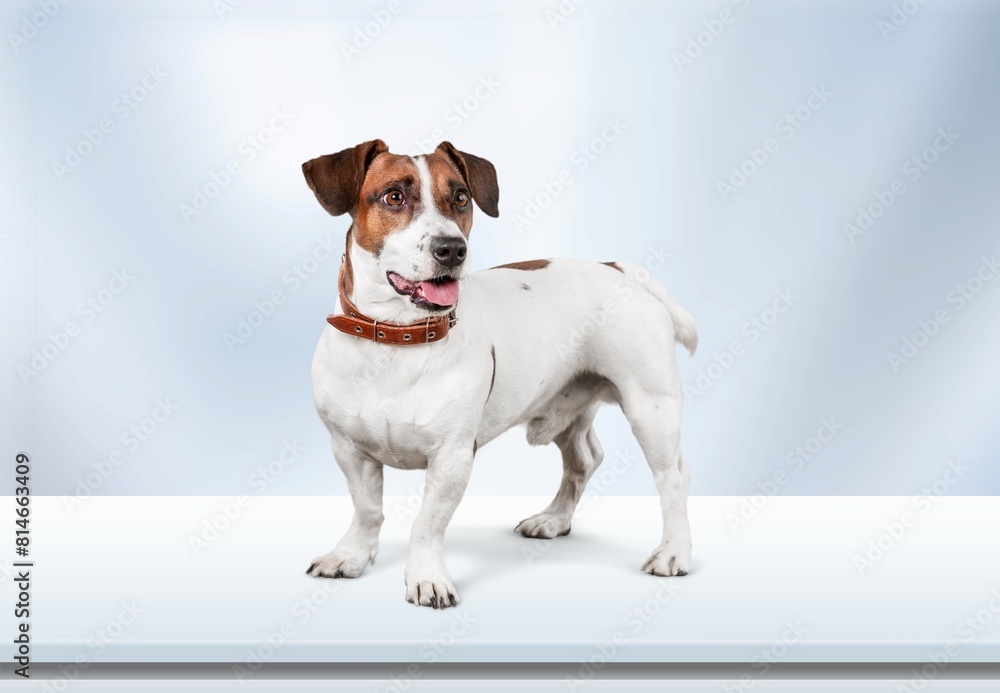 Poster Cute smart dog pet on a white background