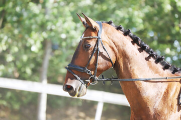 Closeup of a horse portrait during competition training