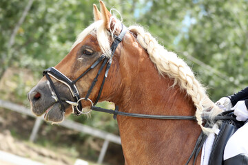 Closeup of a horse portrait during competition training