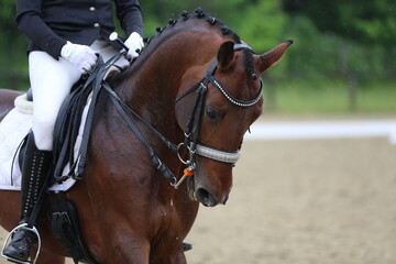 Obraz premium Closeup of a horse portrait during competition training