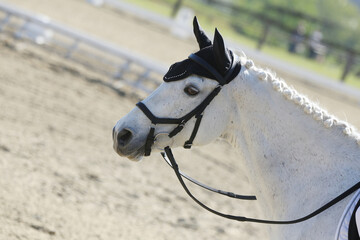 Closeup of a horse portrait during competition training