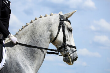 Closeup of a horse portrait during competition training