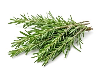 twig of rosemary isolated on white background