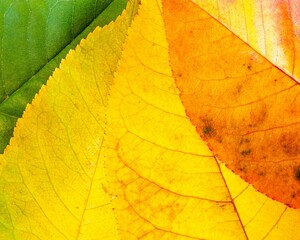 Closeup of yellow and green leaves on a stack