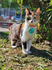 Cute calico cat basking in the sun near a bush