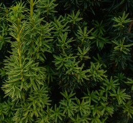 Tranquil outdoor scene featuring lush yew foliage in a garden