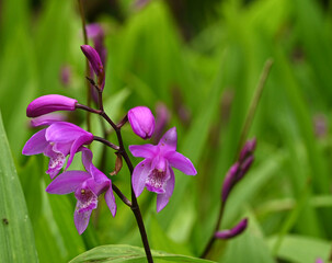 Beautiful close-up of bletilla striata
