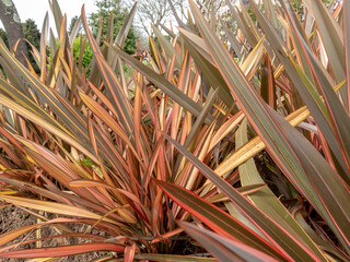 New Zealand flax or New Zealand hemp or phormium tenax plant closeup.