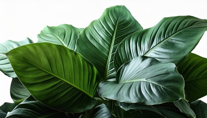 plant with big leaves on transparent png