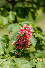 Red chestnut flower close up