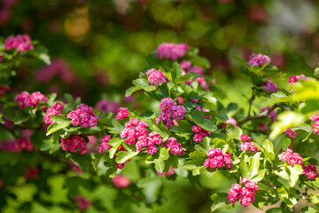 Obraz premium Pink hawthorn flowers on branches