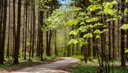 a road in a spring forest with fresh green trees