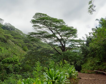 Manoa Falls Trail on the island of Oahu, Hawaii.
