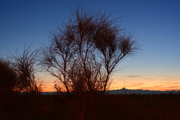 Fototapeta premium Piedmont, Italy the mountain range of the Alps with Mount Monviso at sunset and silhouette plants in foreground