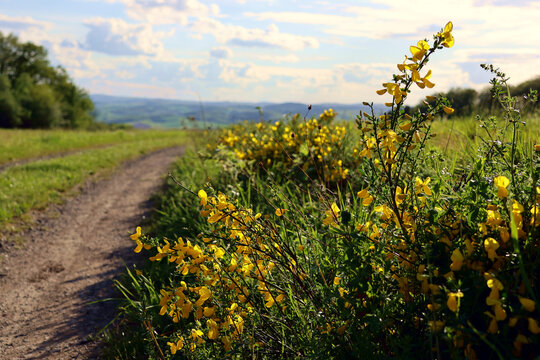 Bl&uuml;hender Ginsterstrauch in gr&uuml;ner Natur, hier am Rande des Premiumwanderwegs Potzberg Wanderweg im Nordpf&auml;lzer Bergland im Landkreis Kusel-Altenglan. 
