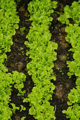 Lettuce growing in the garden. Green lettuce in the agricultural field. Shallow depth of field