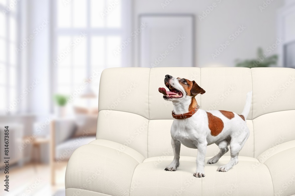 Canvas Prints Cute dog pet on sofa indoors.