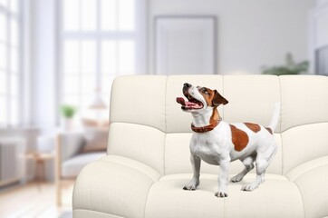 Cute dog pet on sofa indoors.