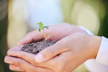 Person, hand and plant in soil for earth day closeup with growth and seed sprout in nature for...