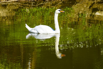 Obraz premium Beautiful swan on a lake.