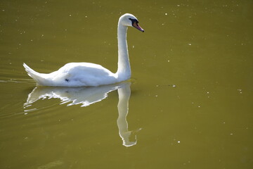 Beautiful swan on a lake.